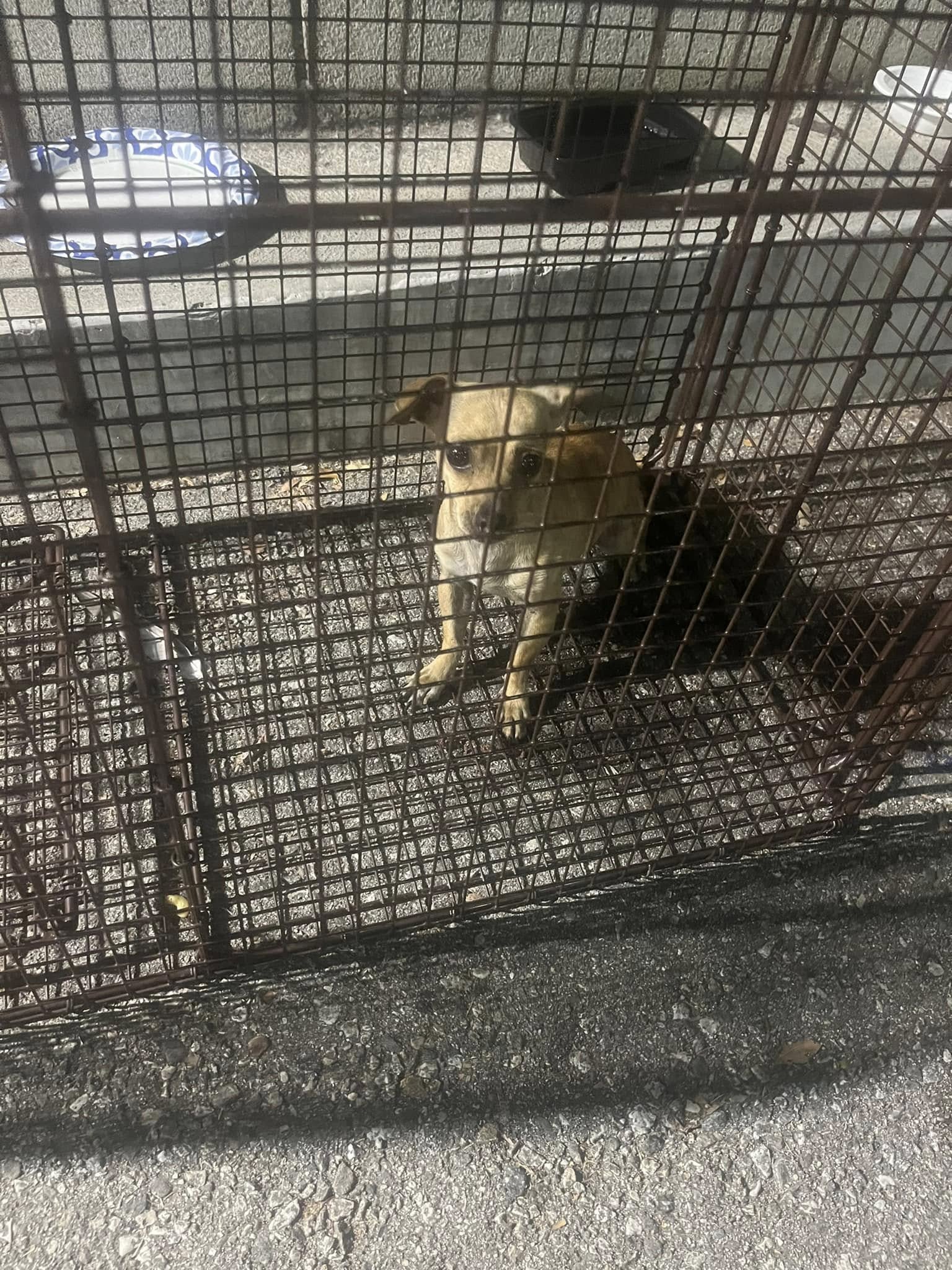 tiny dog in crate