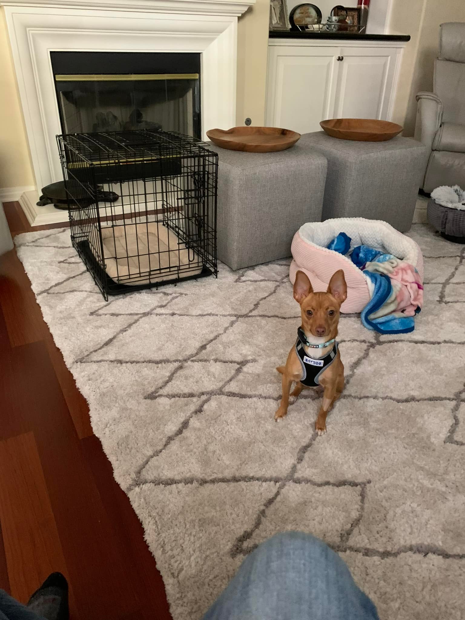 tiny dog in house