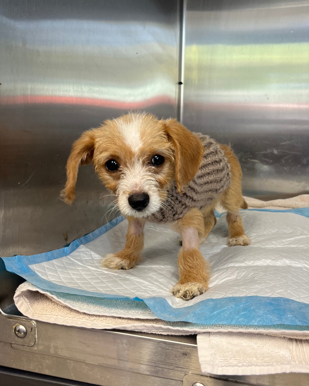 tiny dog in shelter