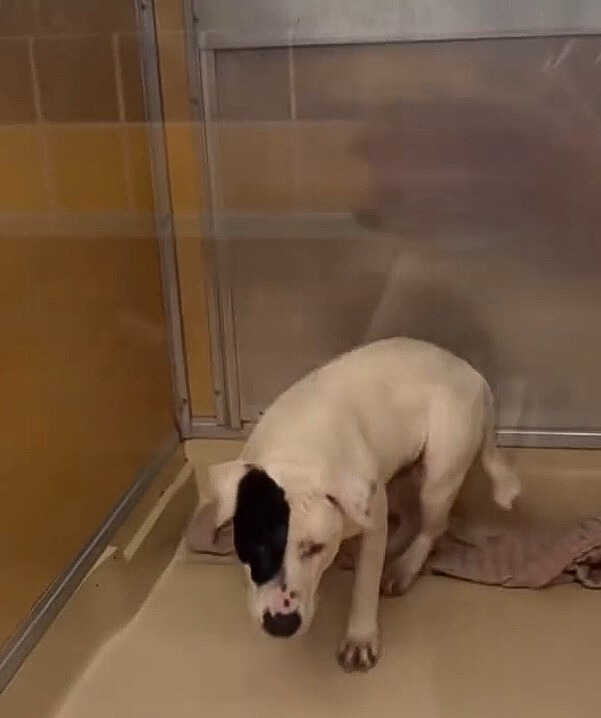 tiny dog in shelter