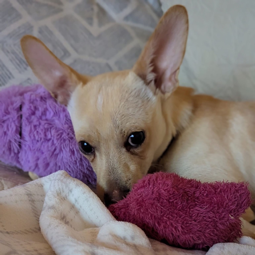 tiny dog laying down