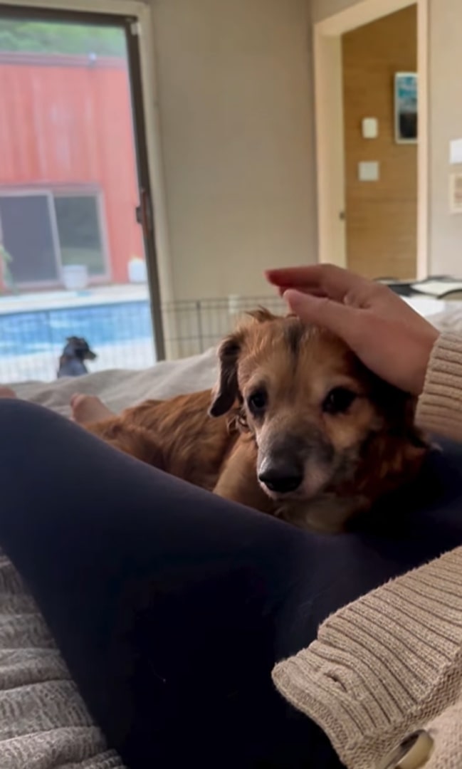 tiny dog laying on owner