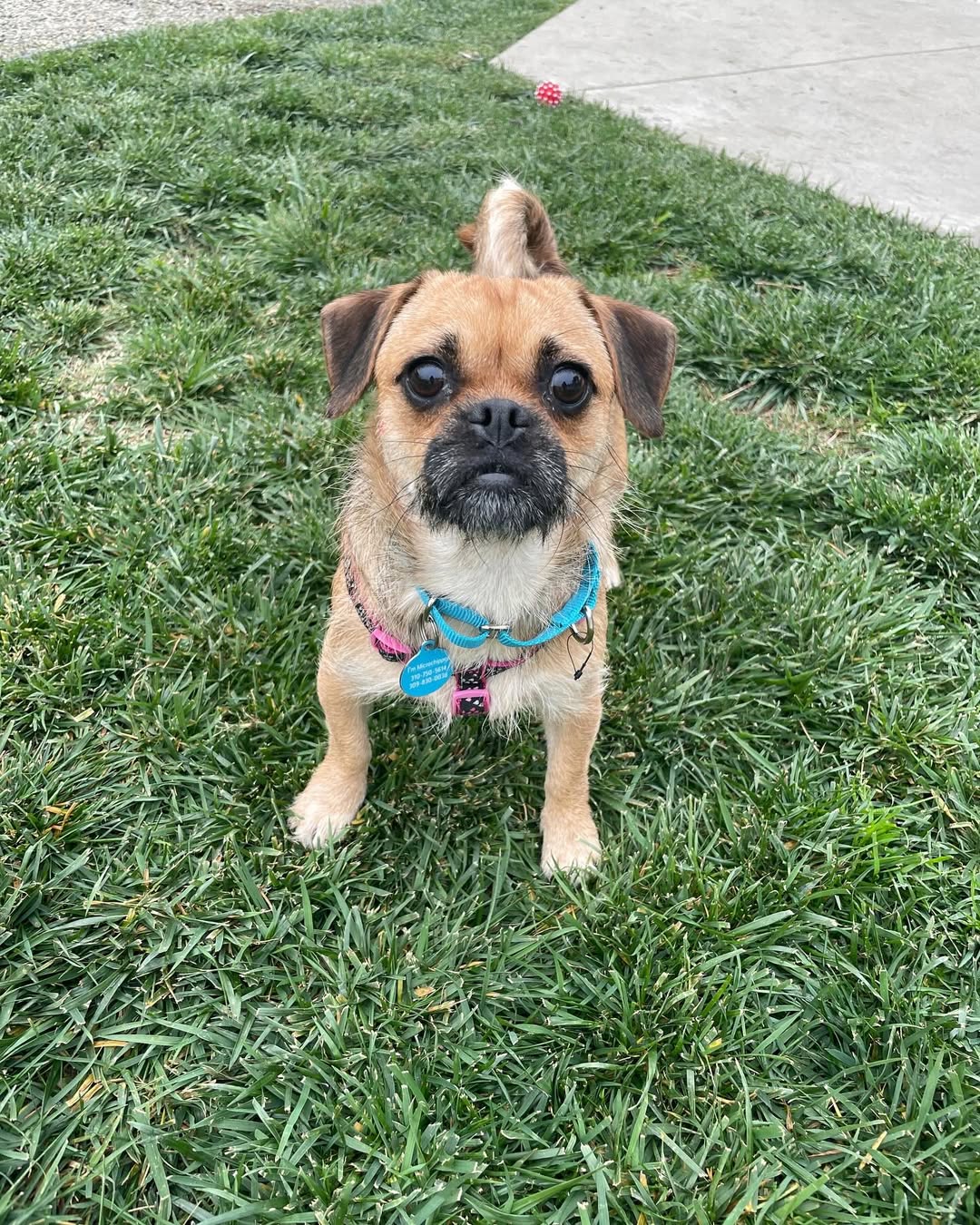 tiny dog on a grass