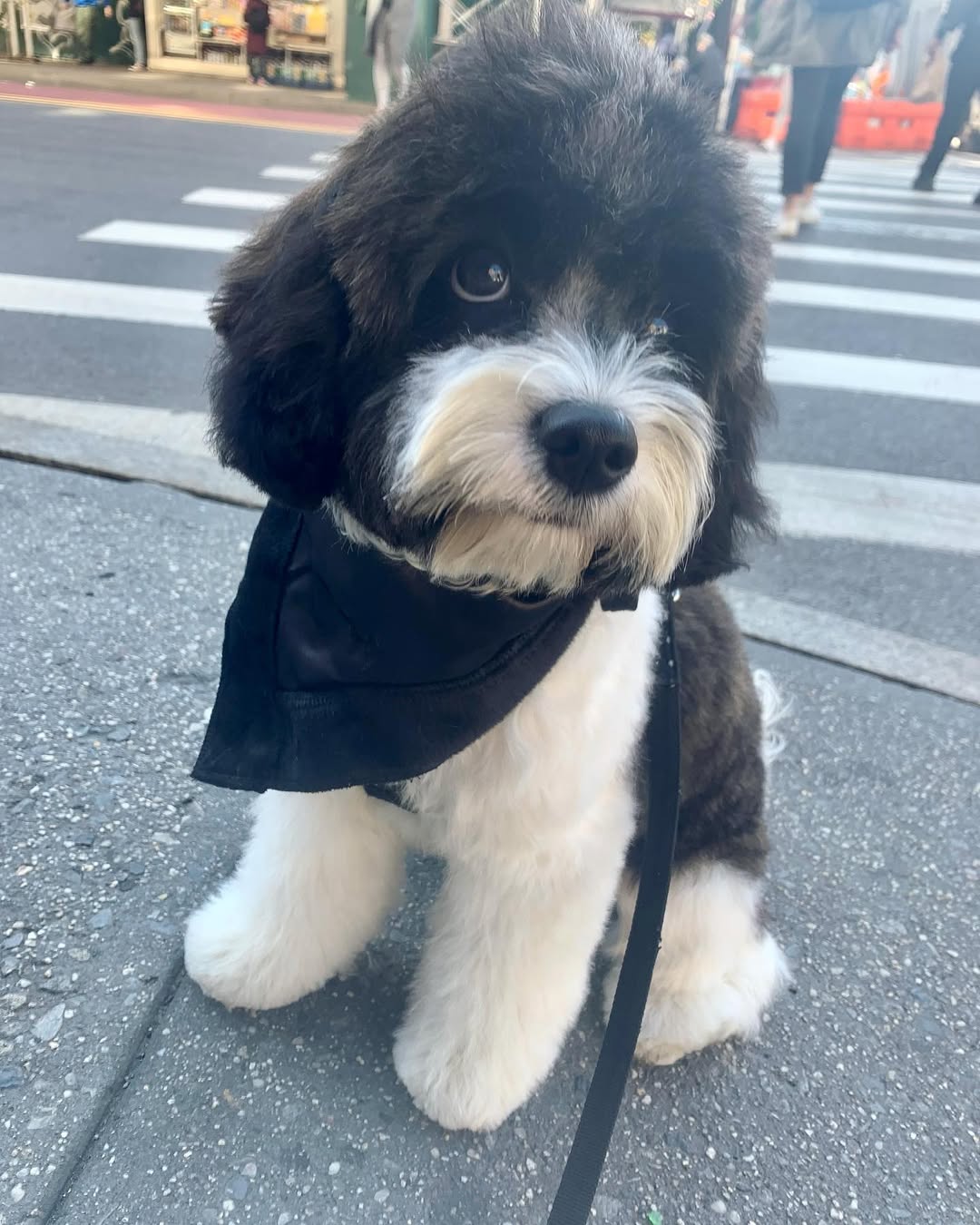tiny dog on a street