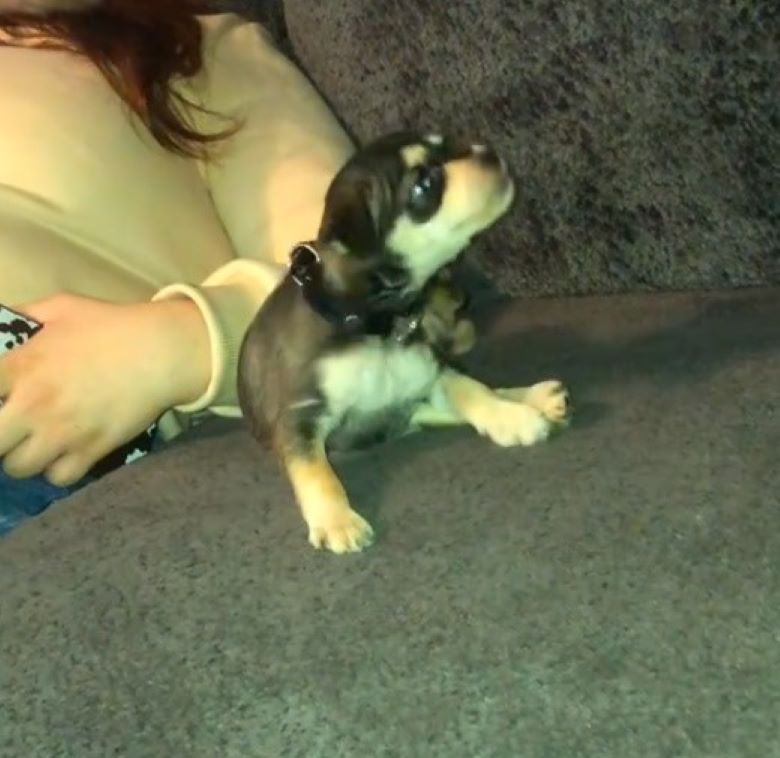 tiny dog on couch next to owner