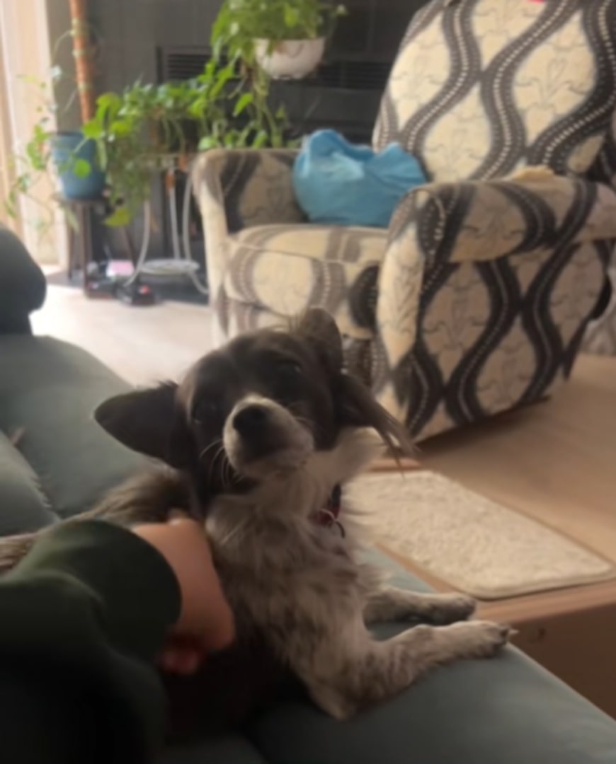 tiny dog on couch