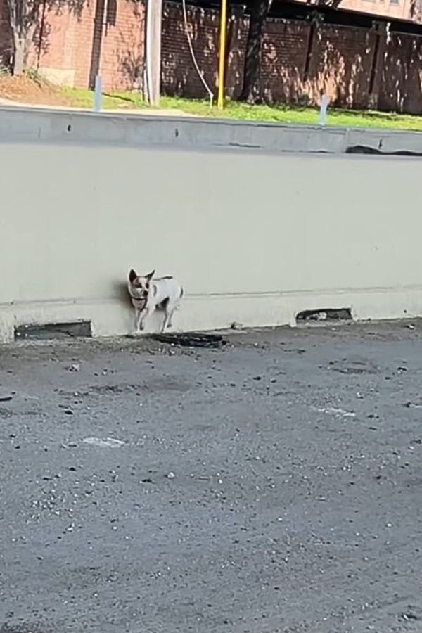 tiny dog on highway