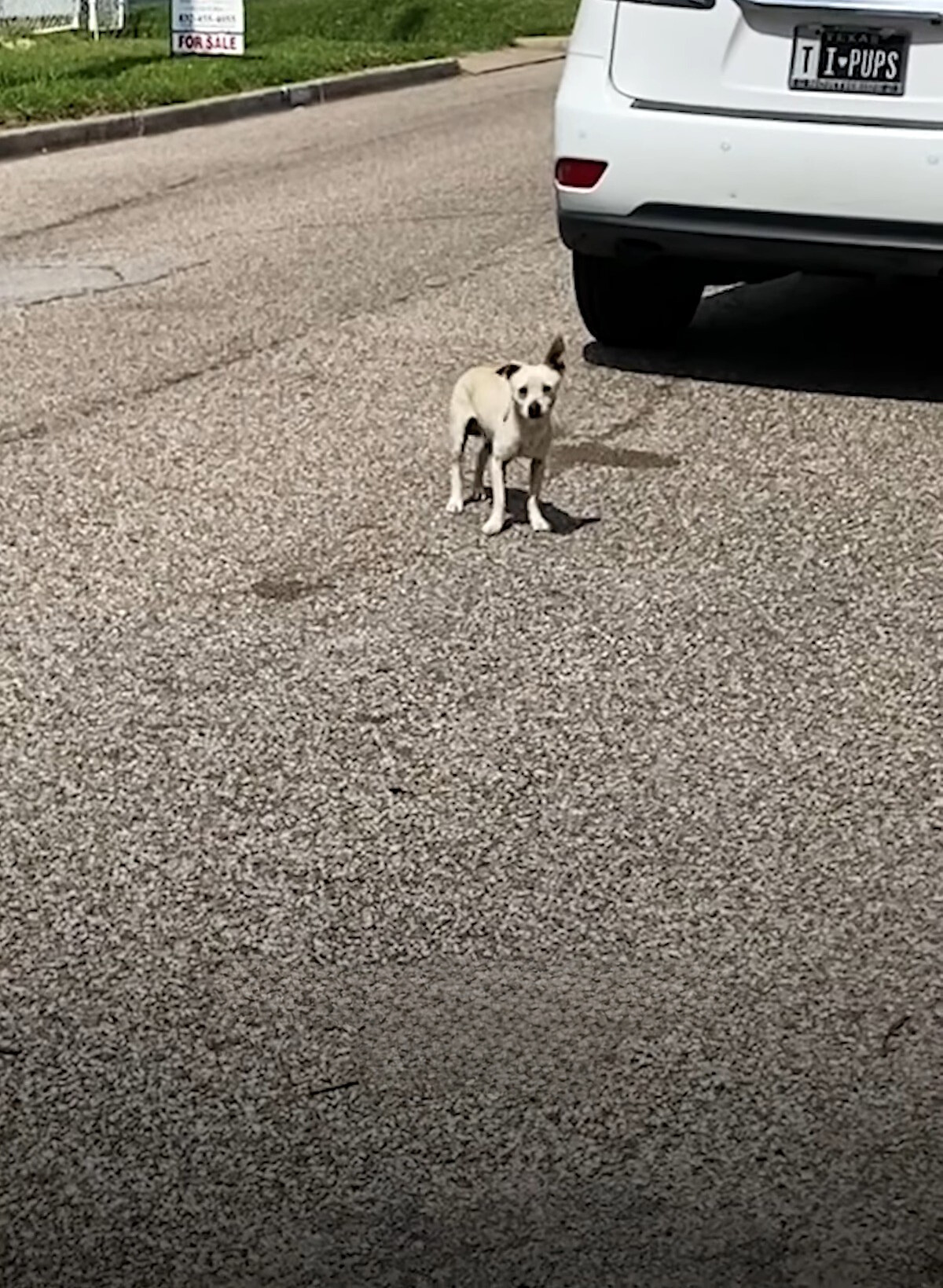 tiny dog on road
