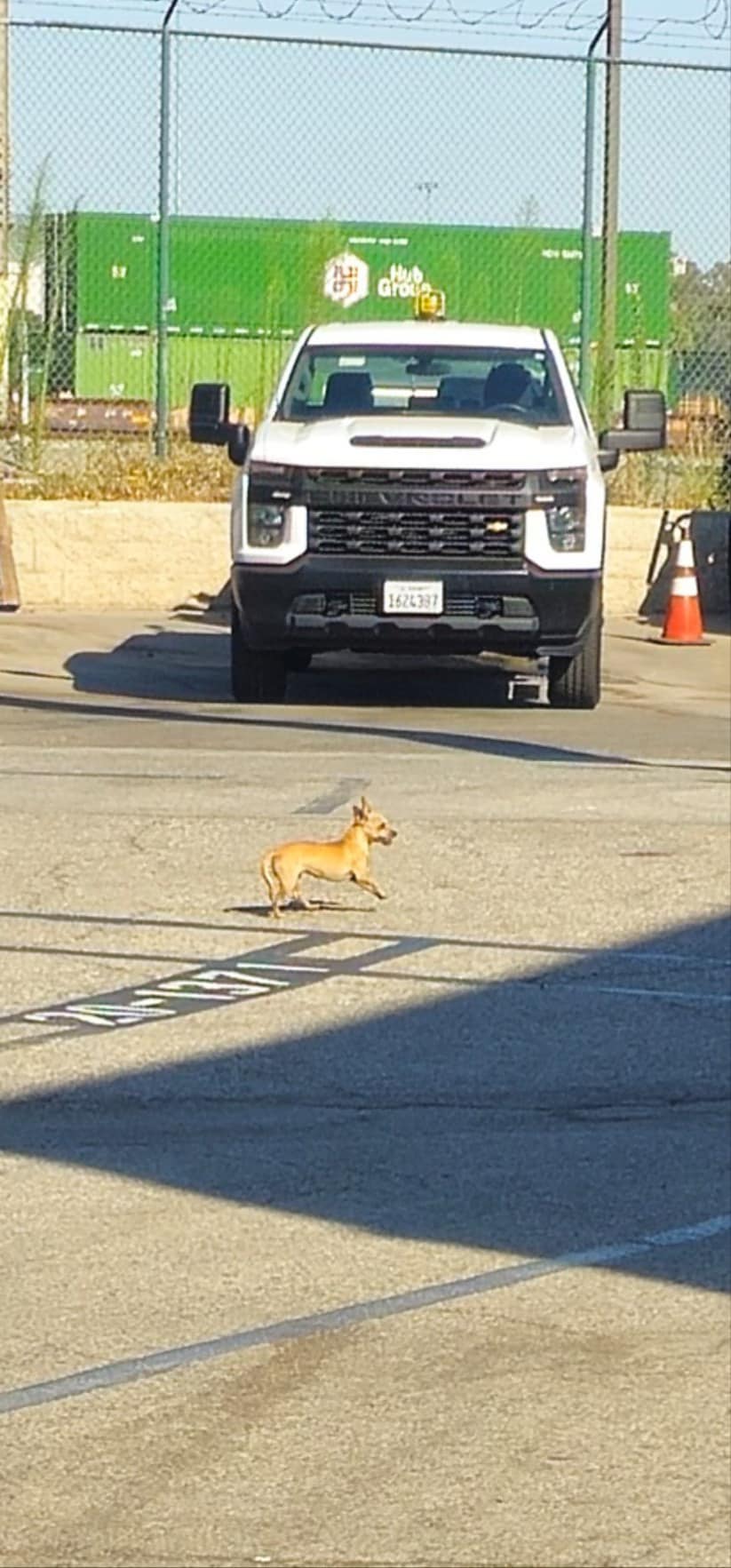 tiny dog on road
