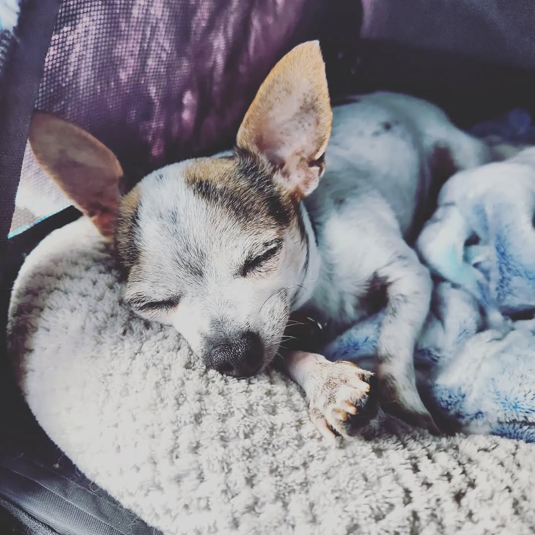 tiny dog sleeping