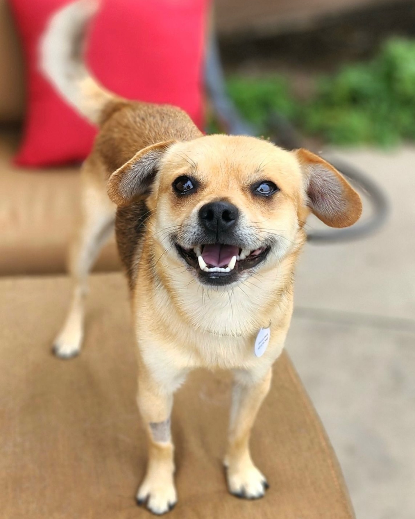 tiny dog smiling