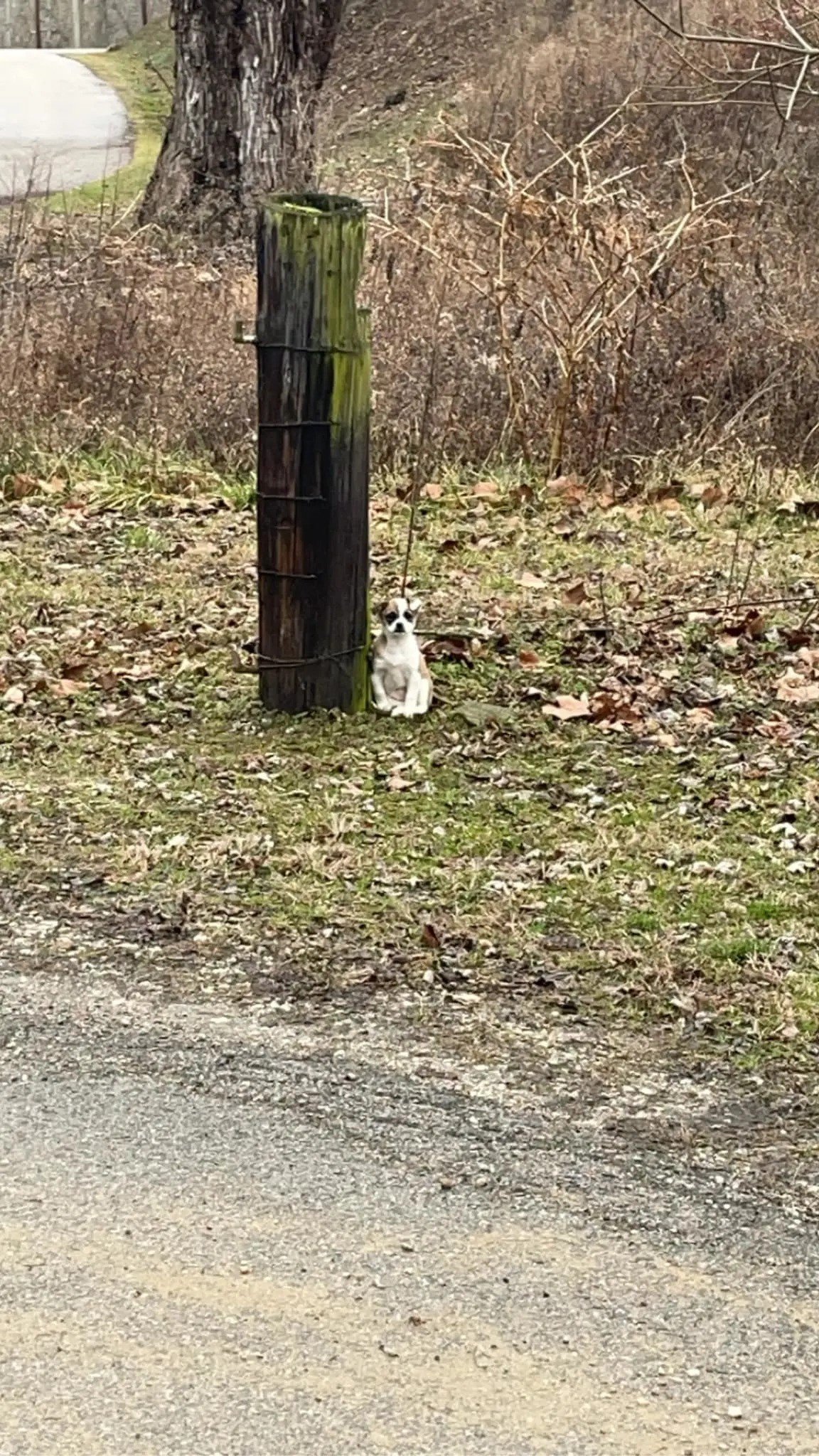 tiny dog tied to a tree