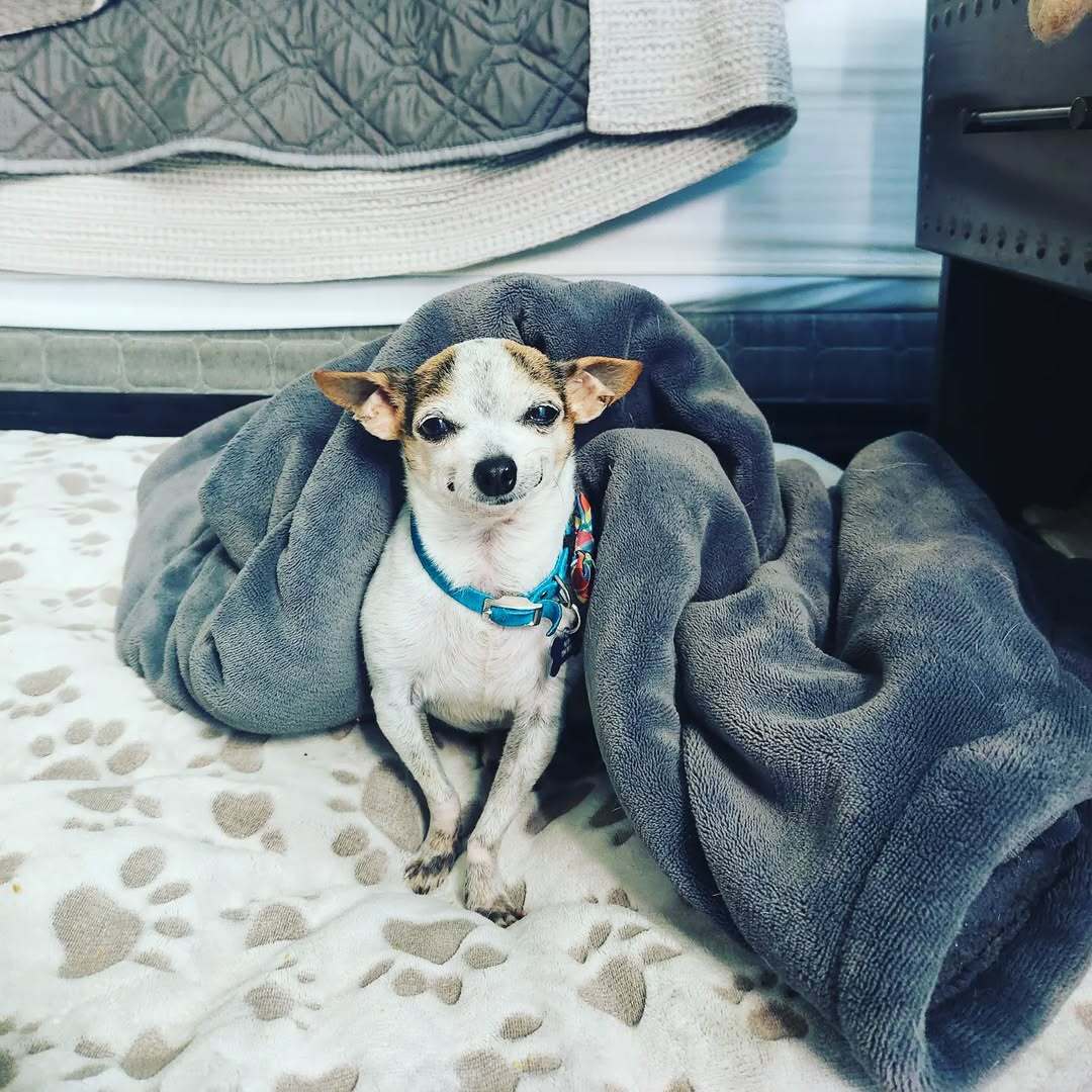 tiny dog under blanket
