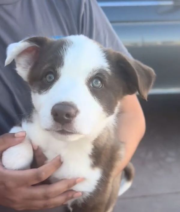 tiny dog with blue eyes