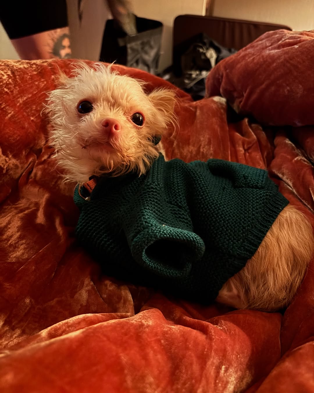 tiny dog with shirt on