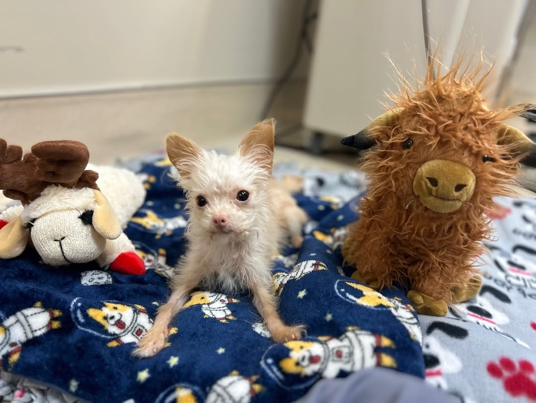 tiny dogs and toys