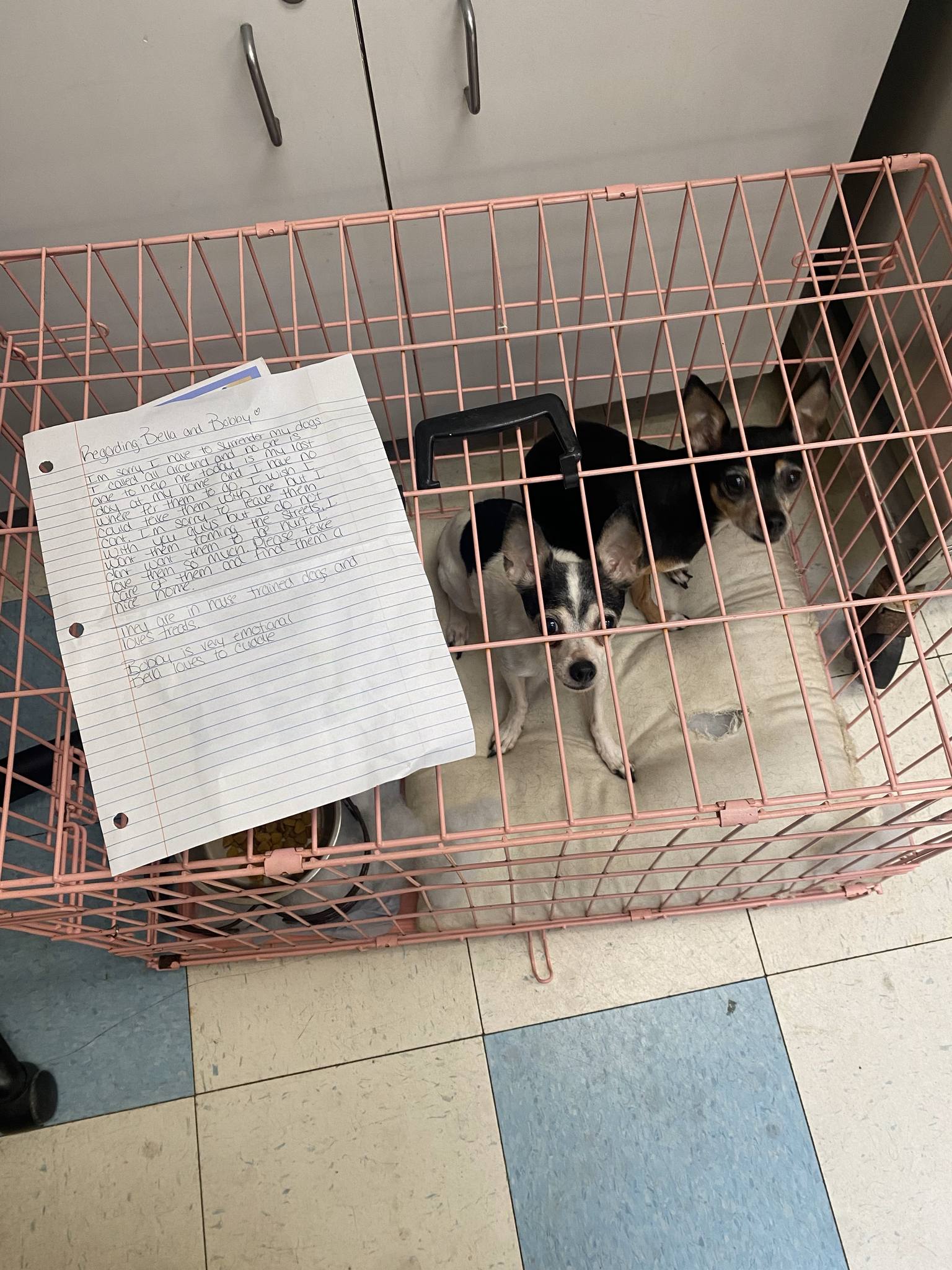tiny dogs in crate