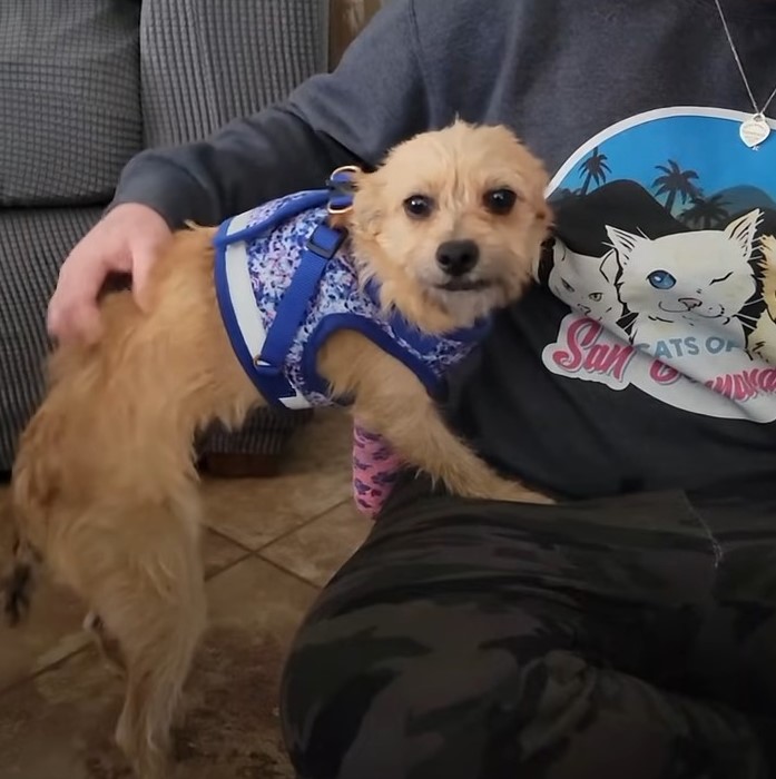tiny injured dog