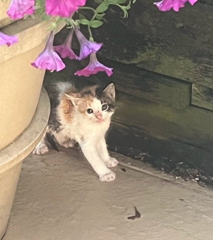 tiny kitten