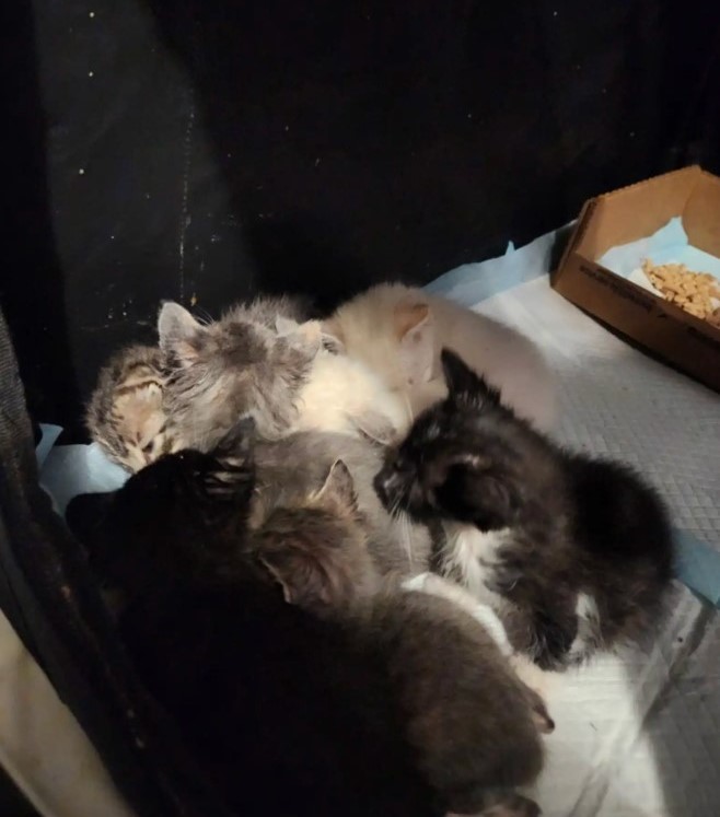 tiny kittens