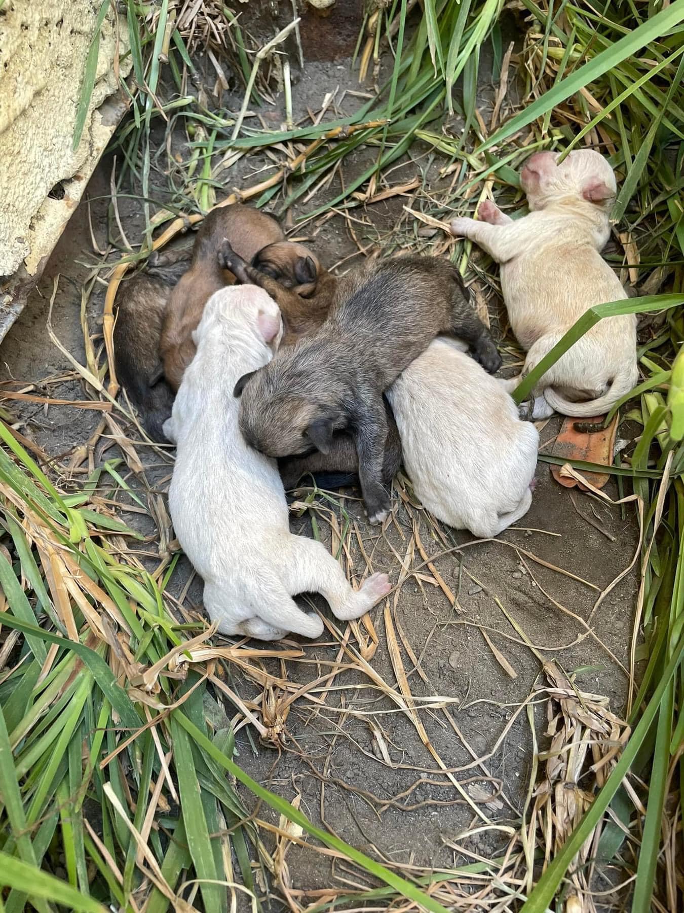 tiny newborn puppies