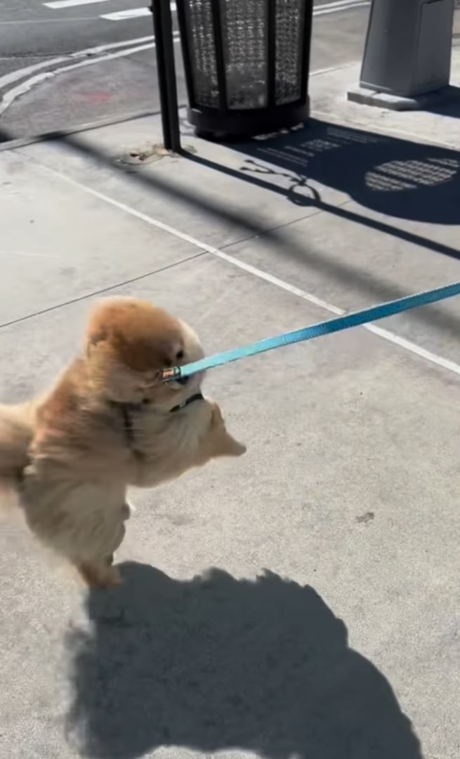 tiny pomeranian jumping