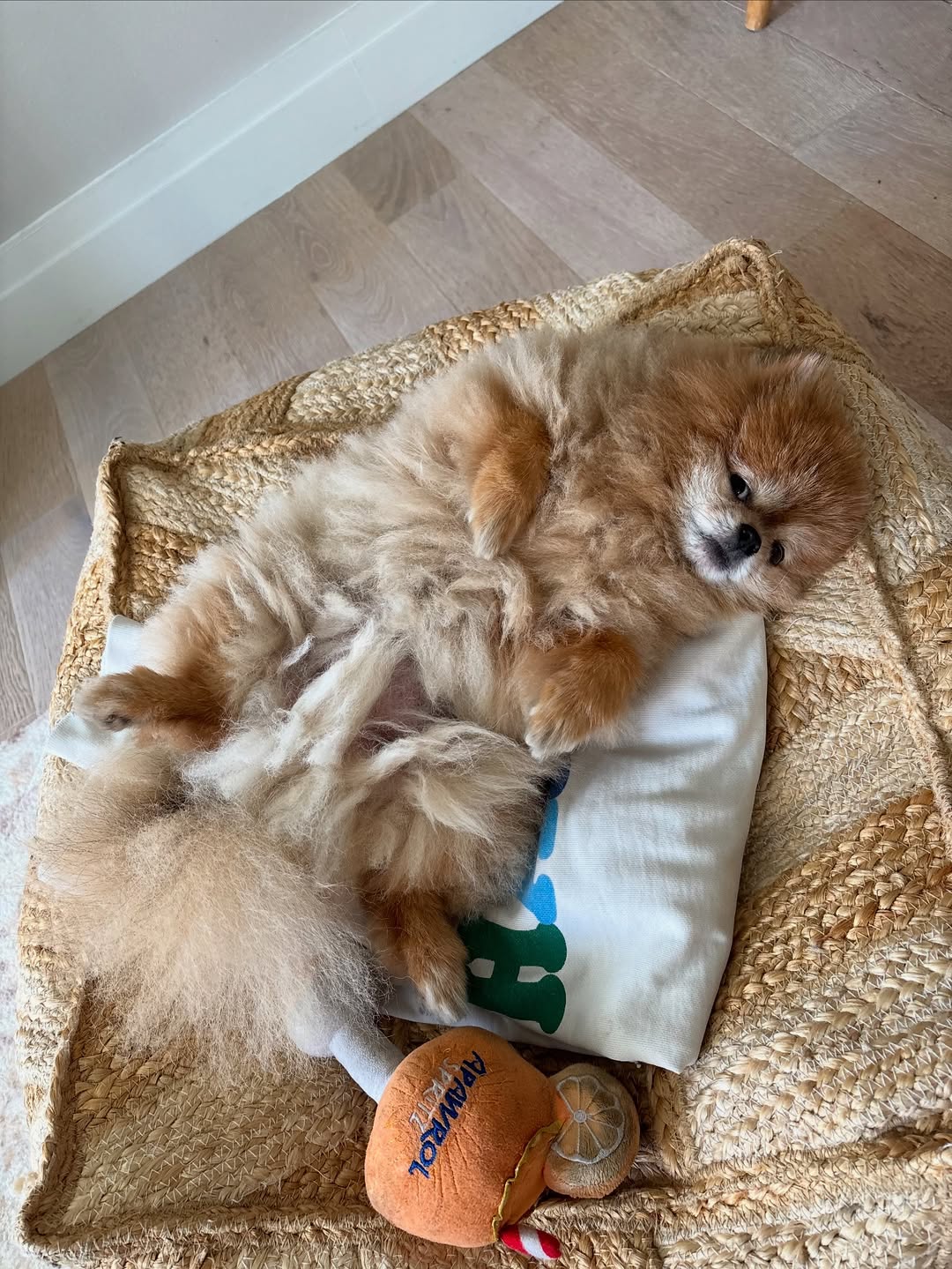 tiny pomeranian lying