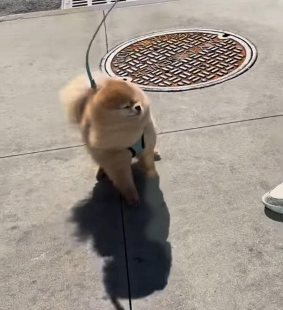 tiny pomeranian on a leash