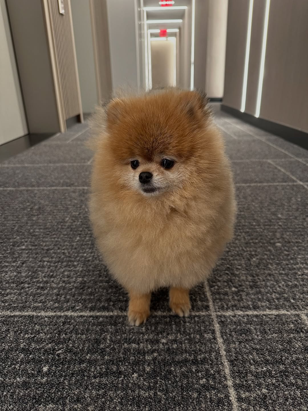 tiny pomeranian