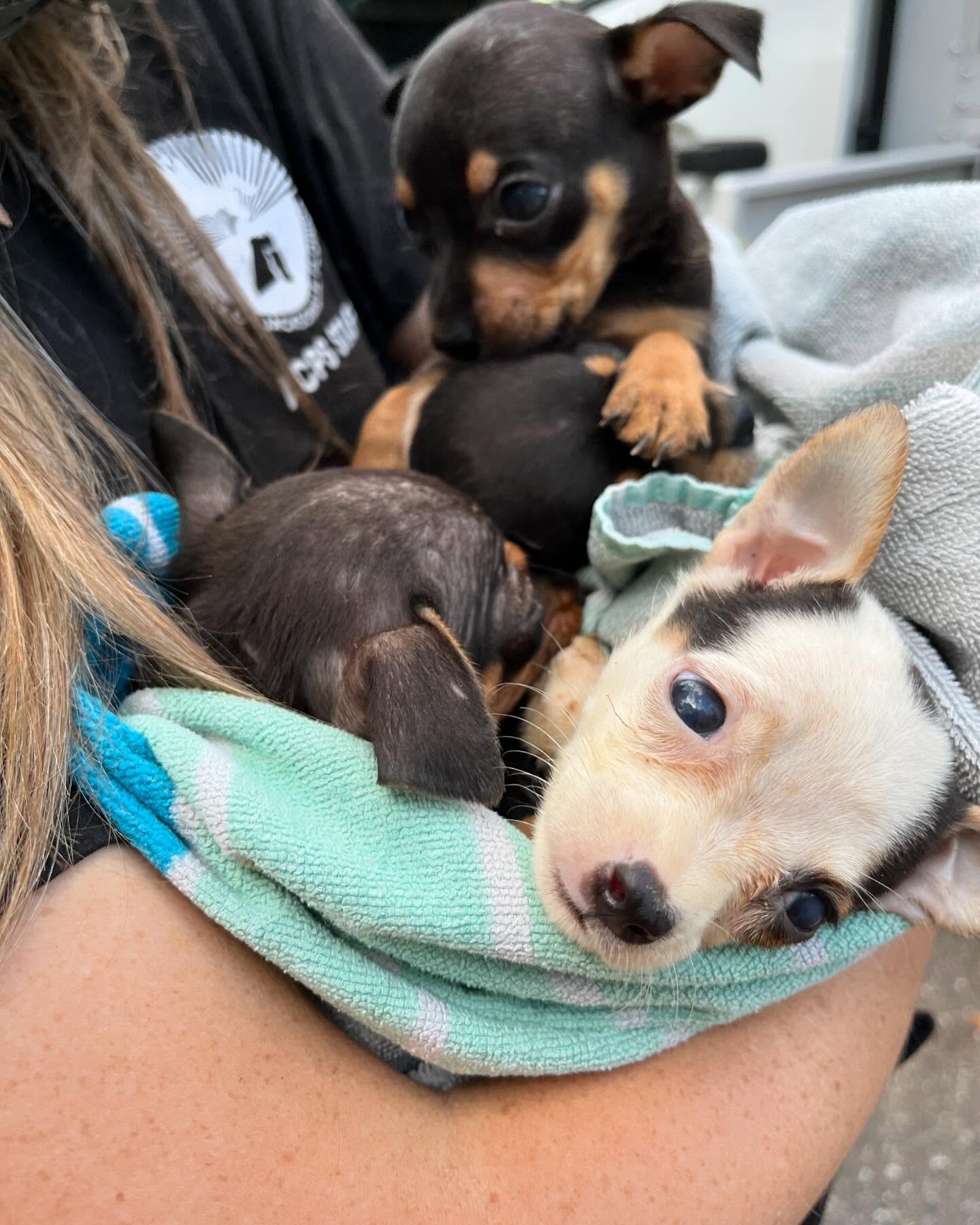 tiny puppies