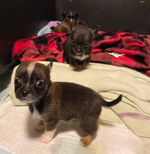 tiny puppies