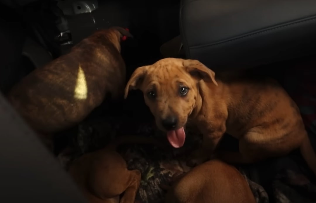 tiny puppies in the car