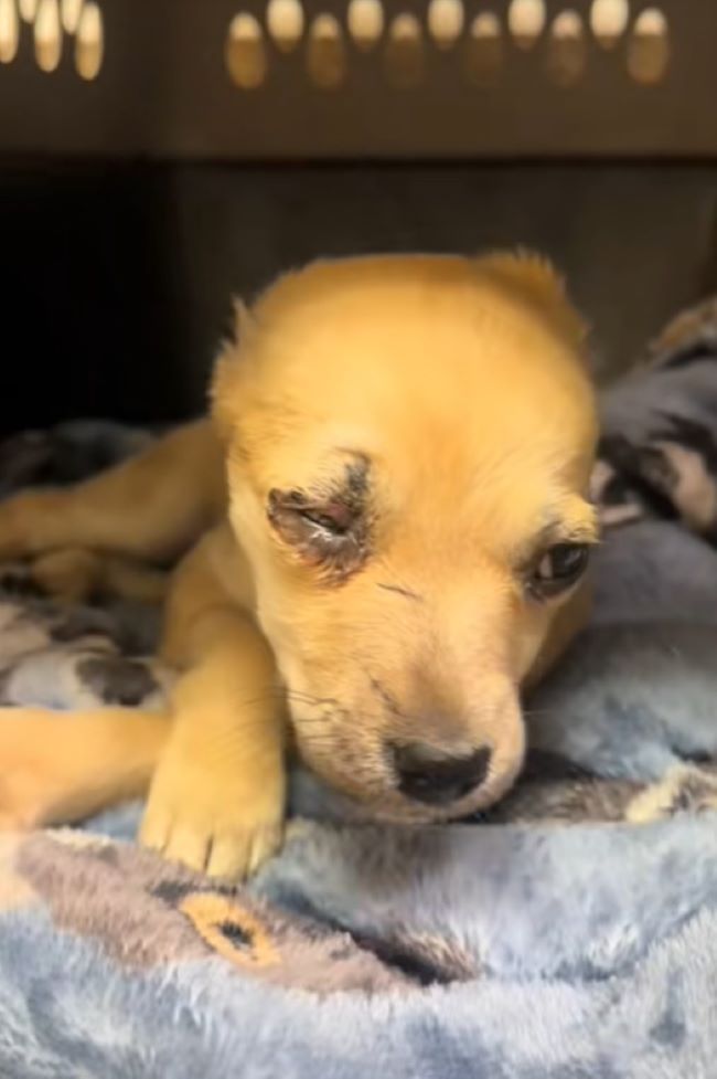 tiny puppy