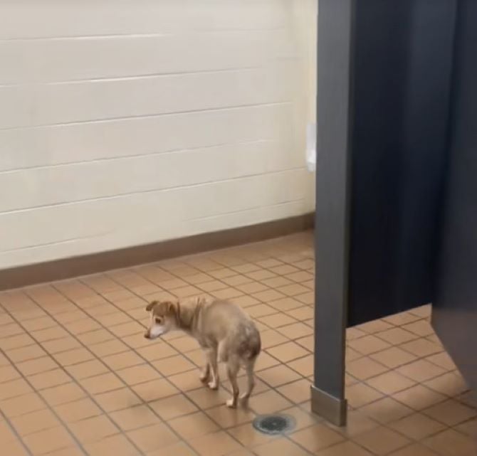 tiny puppy