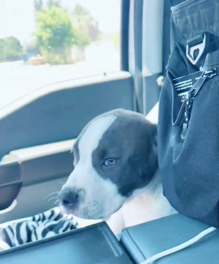 tiny puppy in a car