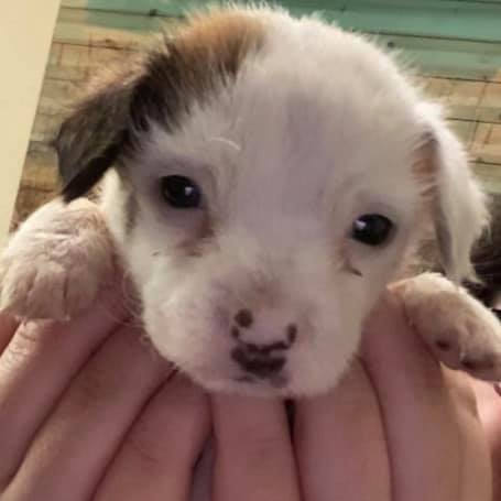 tiny puppy in persons hands