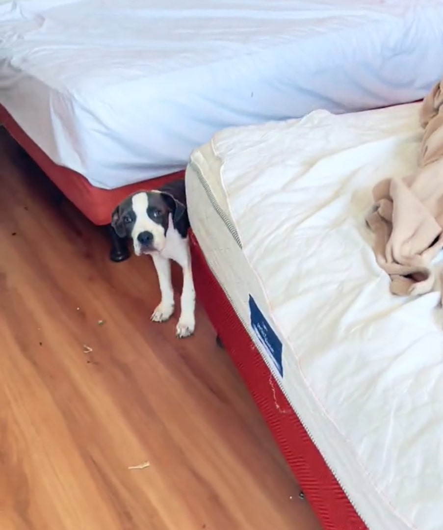tiny puppy near bed