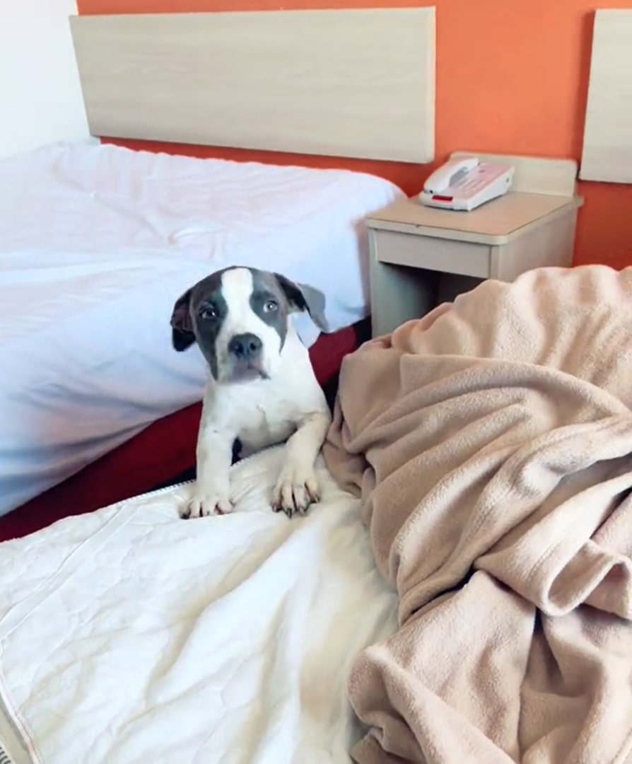 tiny puppy on a bed