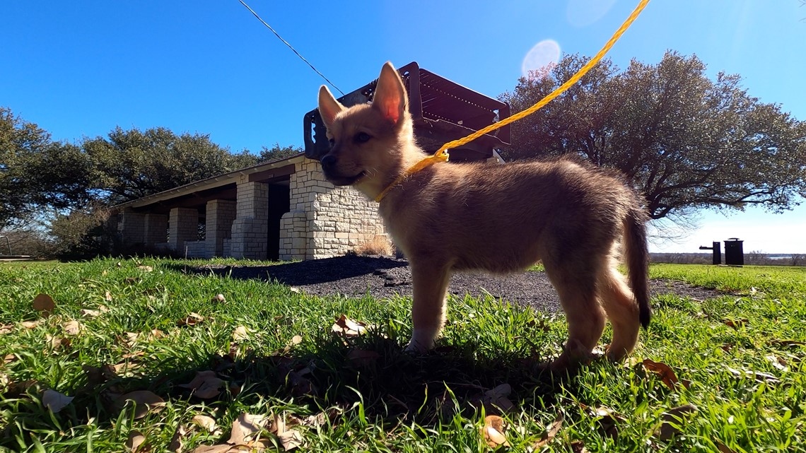 tiny puppy on leash