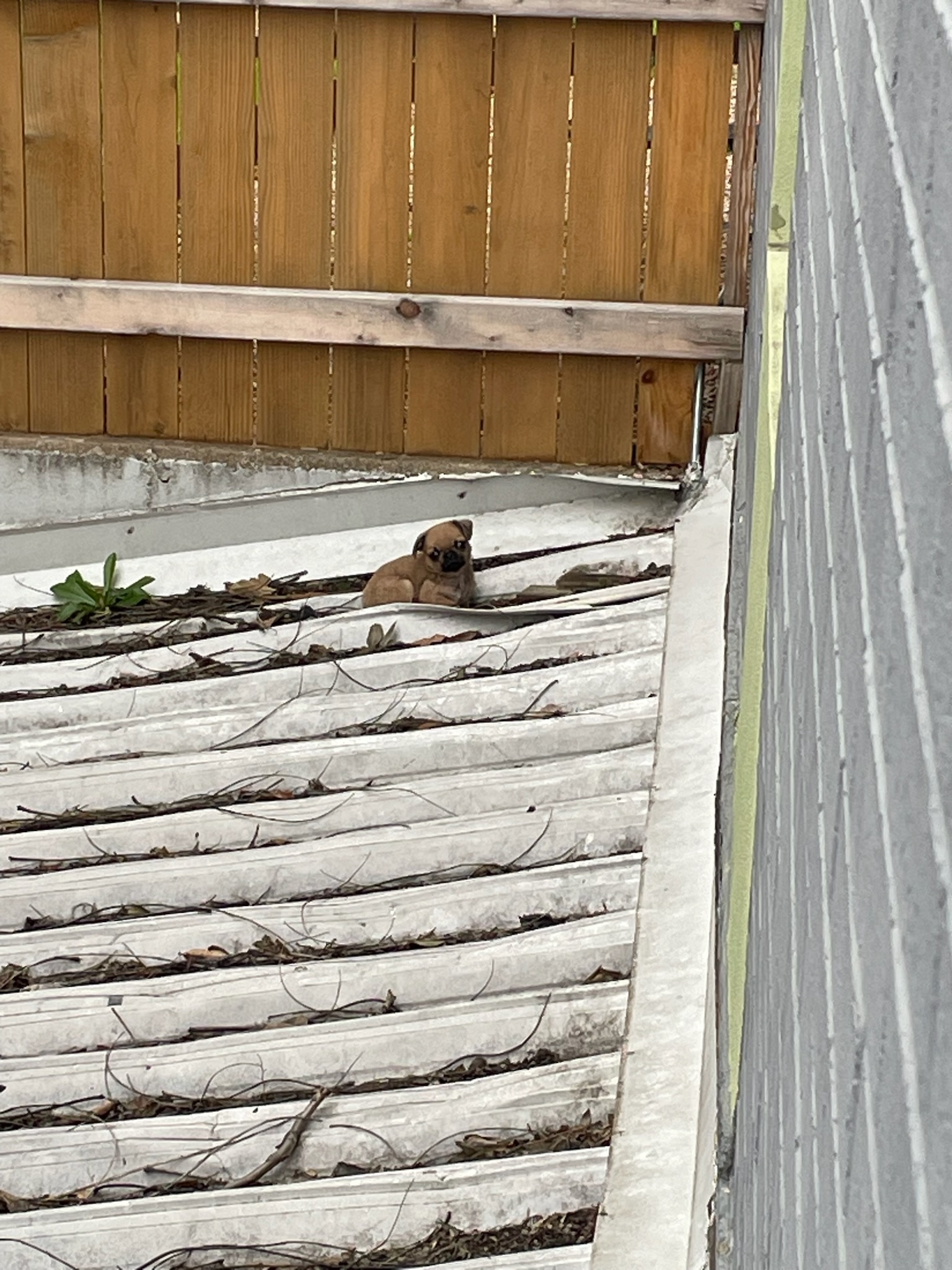 tiny puppy on roof