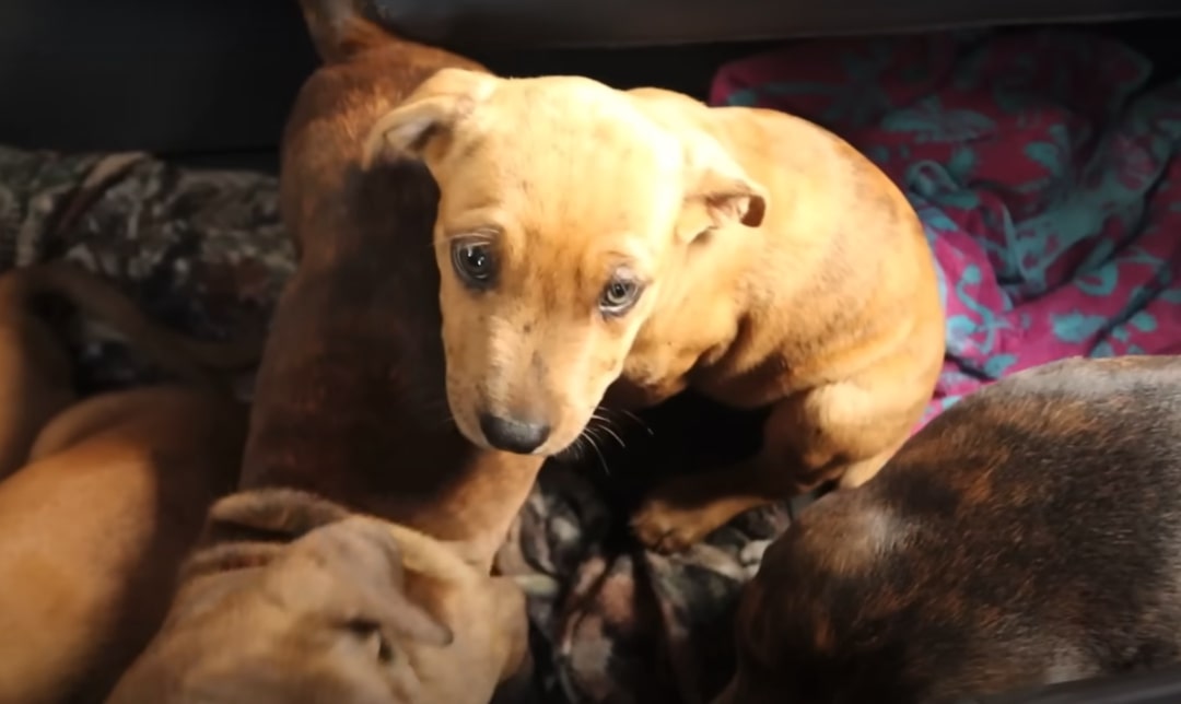 tiny puppy rescued