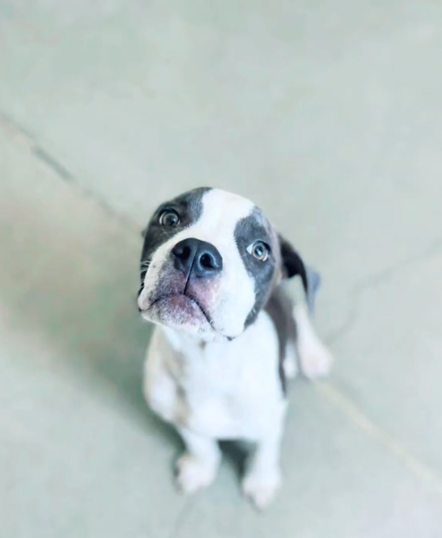 tiny puppy sitting