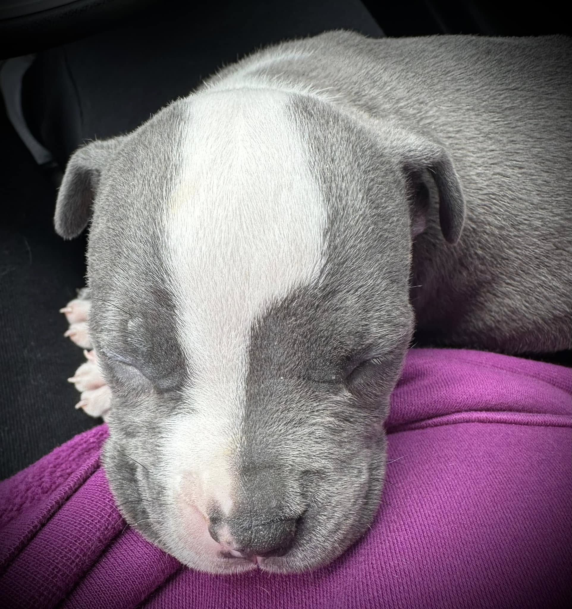 tiny puppy sleeping