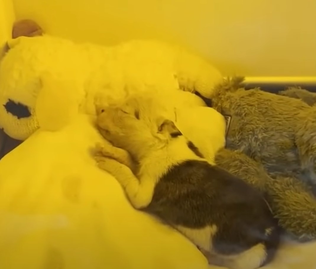 tiny puppy sleeping