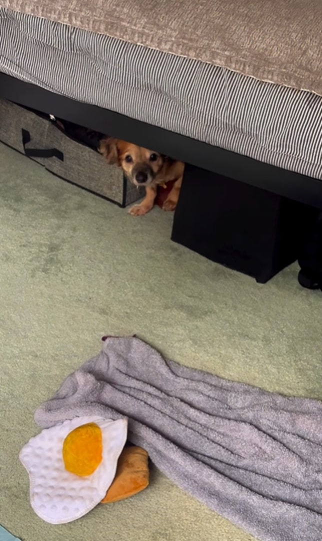 tiny puppy under bed