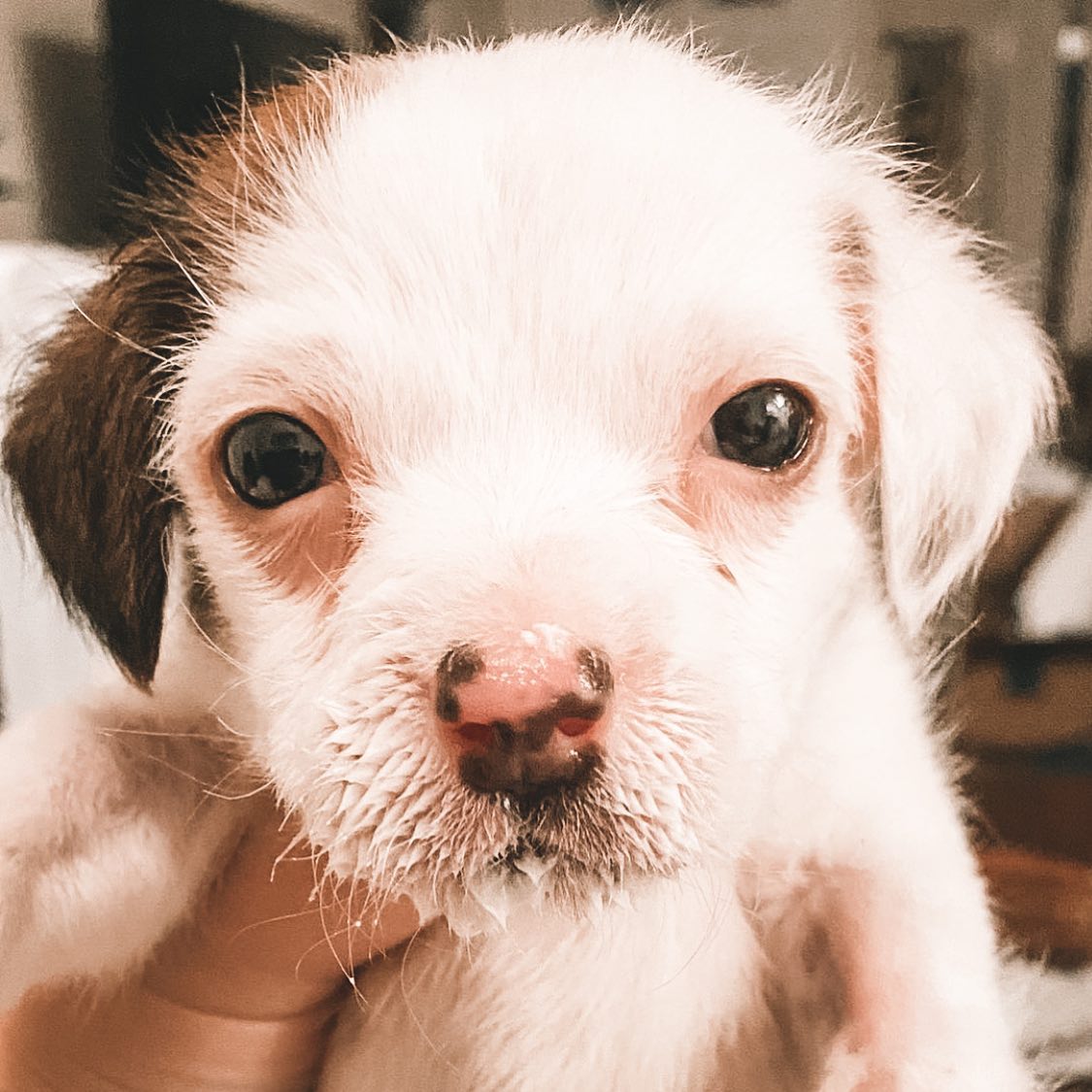 tiny puppy with dirty mouth from drinking
