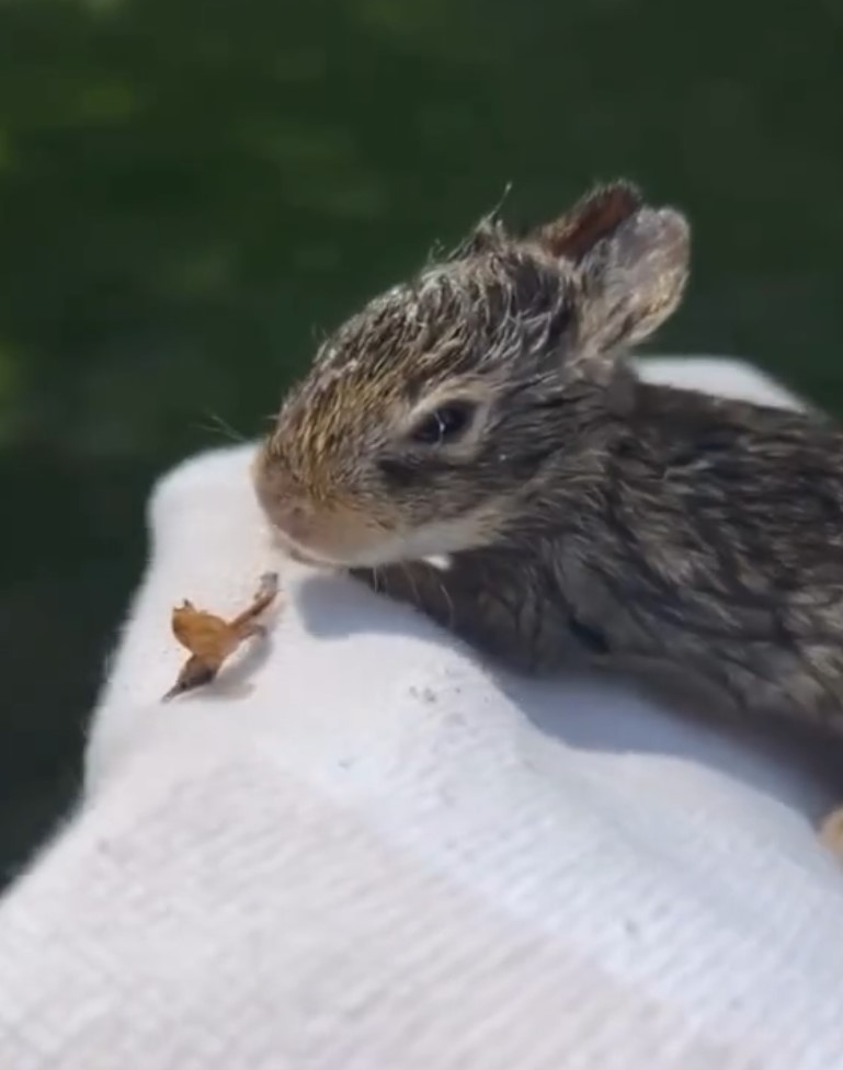 tiny rabbit