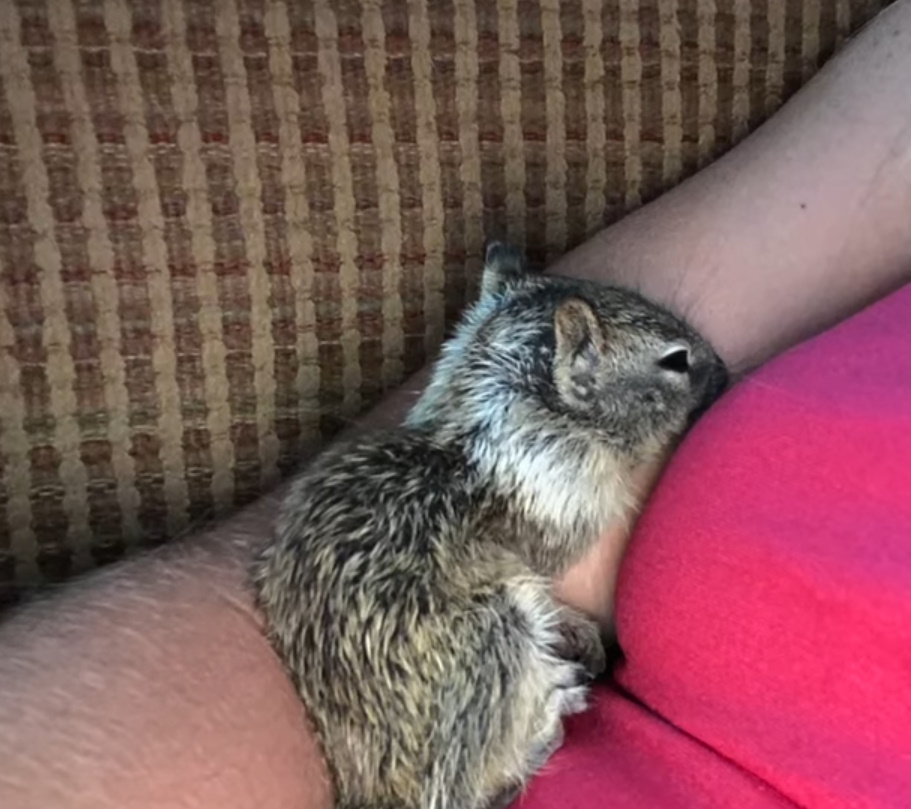 tiny squirrel