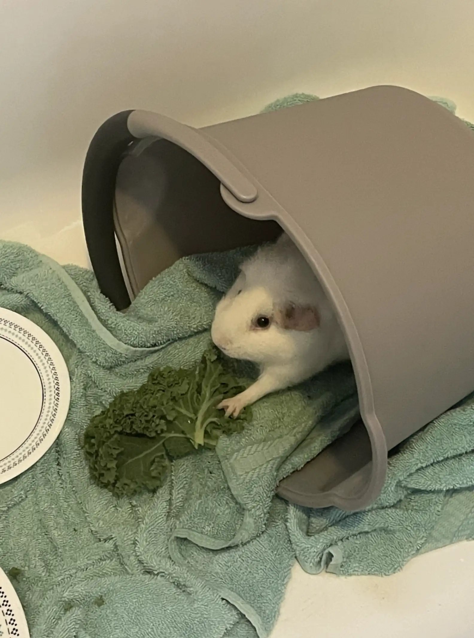 tiny white bunny
