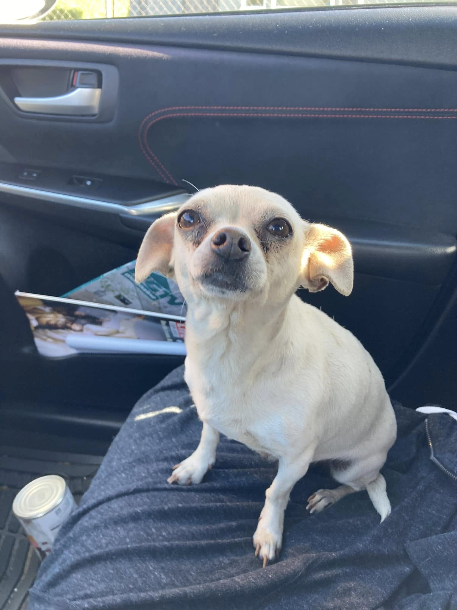 tiny white dog in car